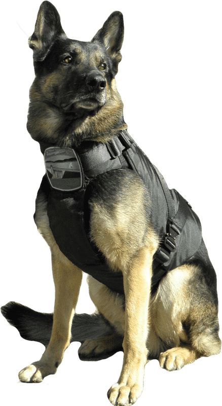 Guard dog