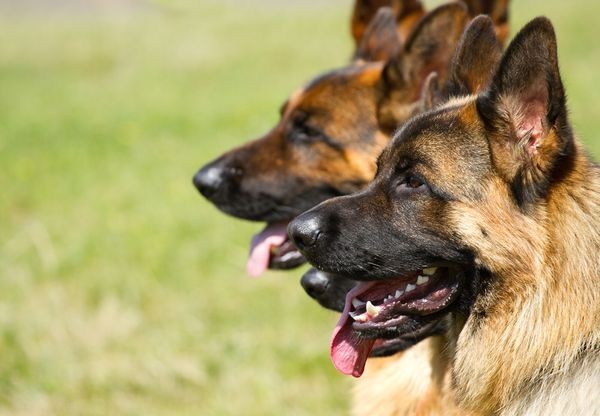 Canine Unit